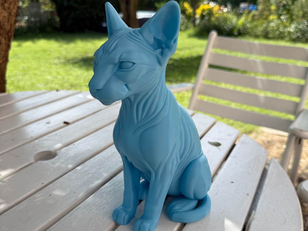 Gatto Sphynx