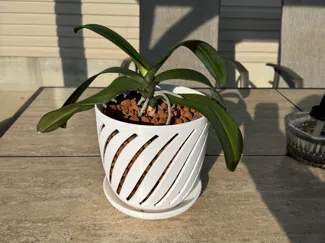 Orchid Planter and saucer