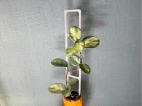 0.2mm layer, 2 walls, 10% infill