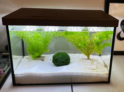 Aquarium Lid
