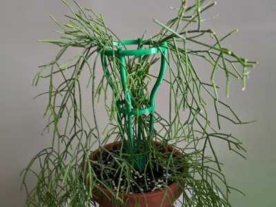 Stability Trellis – The Solid Base for your Plants