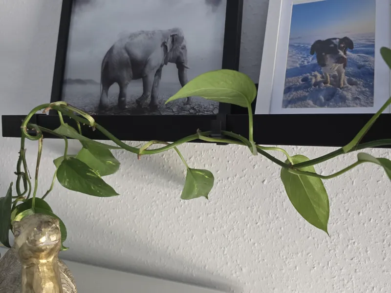 Ikea MOSSLANDA plant holder clip