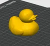 Duck (One Color)