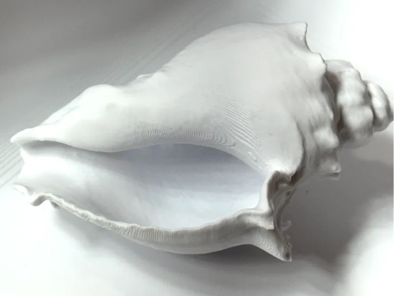 Sea Shell 3D scan