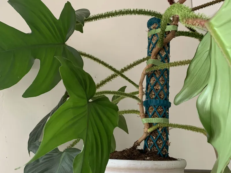 The Ultimate DIY Moss Pole