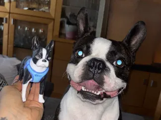 Figurita de Boston Terrier