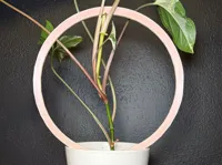 Treillis en arceau pour plante — photo 1
