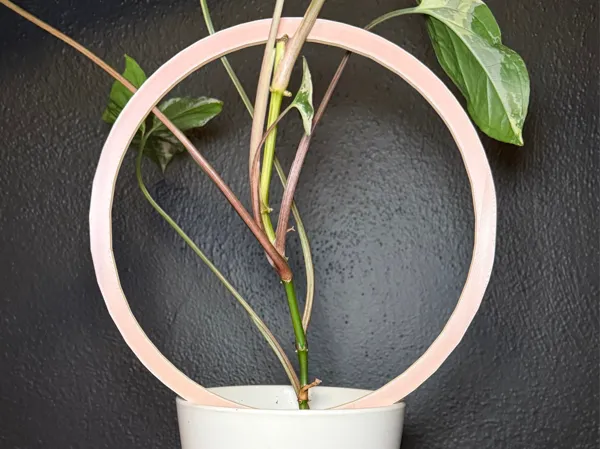 Treillis en arceau pour plante