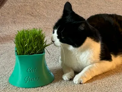 Cat Grass Planter Pot