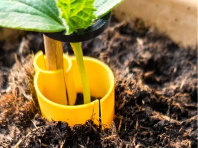 The Ultimate Cucumber Protector  (Stop Stem Rot!)