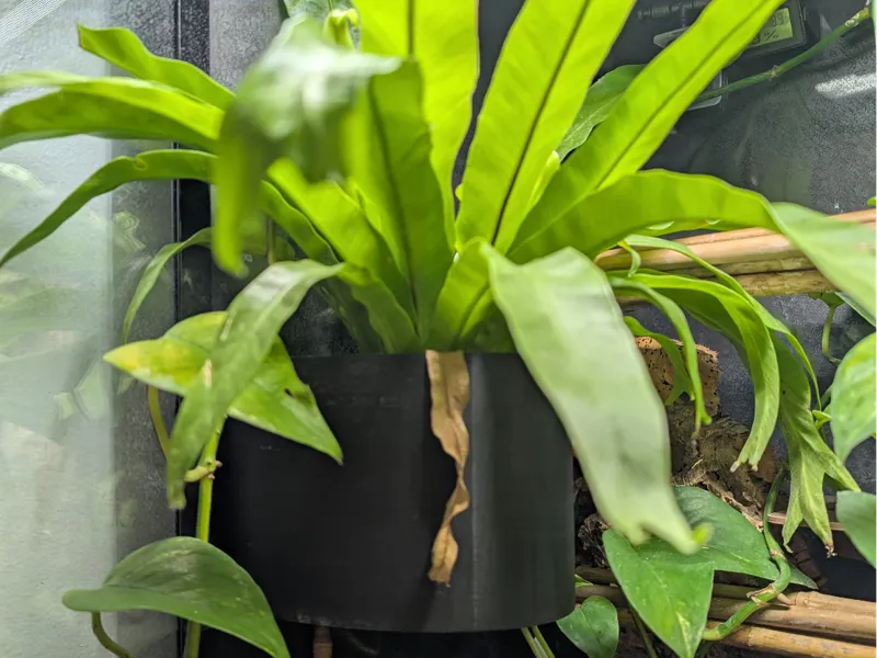 Magnetic planter for terrarium / vivarium - 5 inch