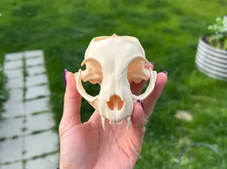 Cat Skull Pot