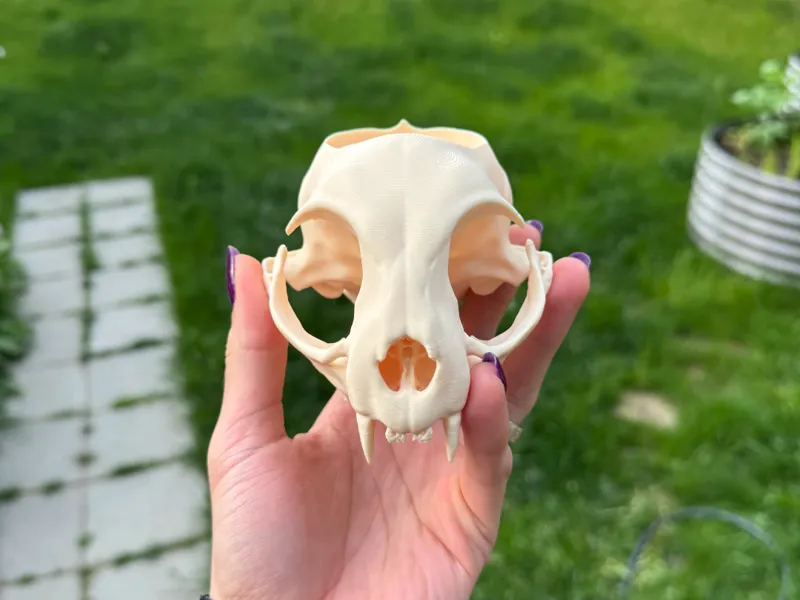 Cat Skull Pot