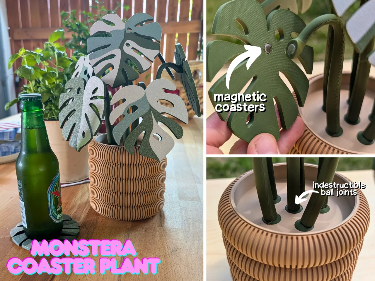 Monstera coaster Plant view 2