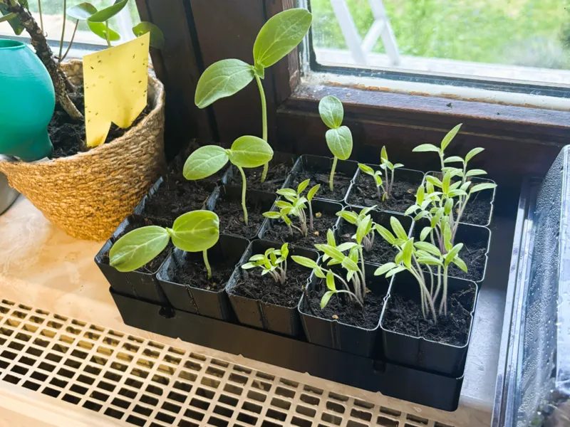 Seeding Rack - max size - pots 5x5x7.5