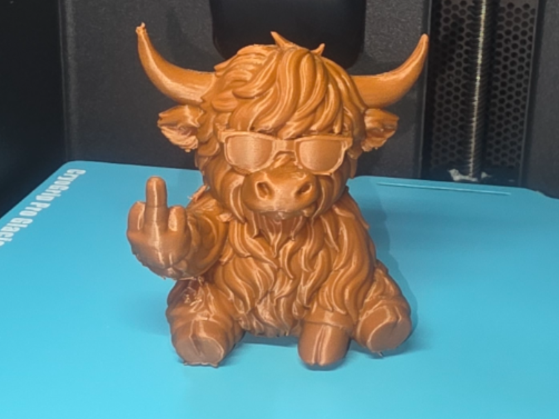 Rude Highland Cow - 1