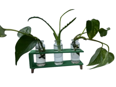 Propagation by stem cutting - Talea - Leaf Potus 