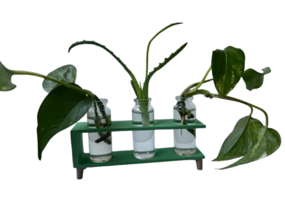 Propagation by stem cutting - Talea - Leaf Potus 