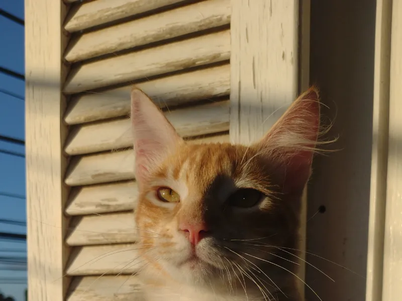 Arthur caixa