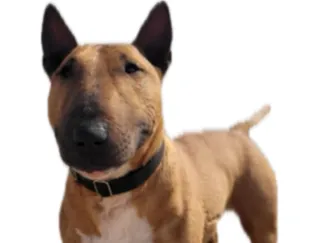 Bullterrier 21 cm