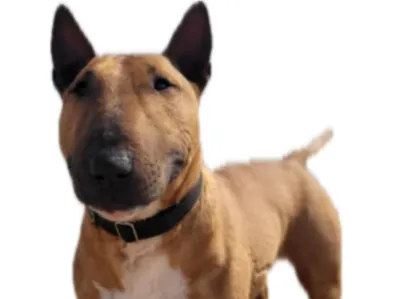 Bullterrier 21 cm