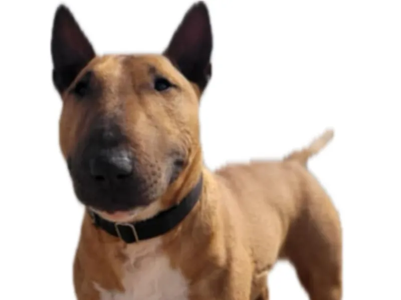 Bullterrier 21 cm