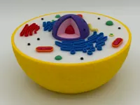 Animal Cell Model