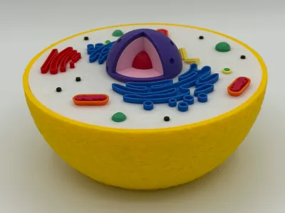 Educational Animal Cell Model