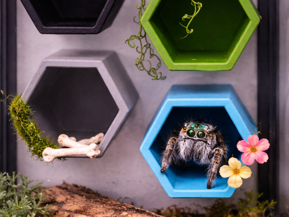 Hexagon little critter Hide Suction or Magnet 