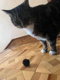Balle jouet pour chats, rats et furets — photo 1