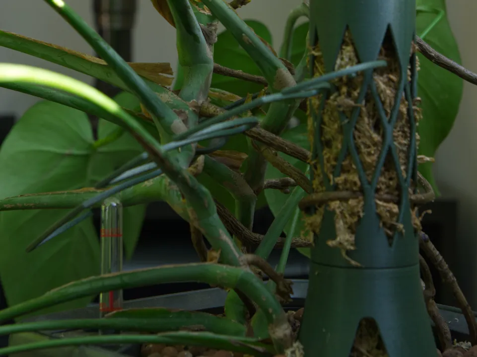 monstera deliciosa blätter tropfen Tipps zur Pflege deiner Pflanze : Monstera deliciosa Variegata –  PflanzenFuerAlle main image 0