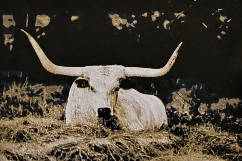 Texas Longhorn HueForge