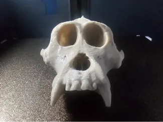 Monkey Skull
