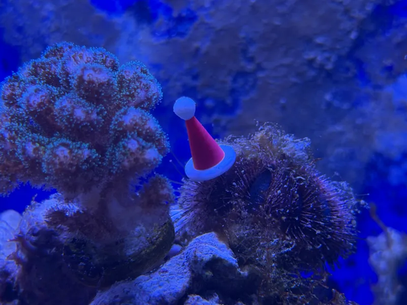 Urchin Santa Hat