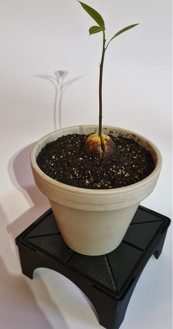 https://makerworld.bblmw.com/makerworld/model/USffa97102712964/design/2025-01-08_e5abe96ec8c9f.jpg