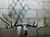 Tundra Beast - 20% 1:5 Scale BAS Antlers