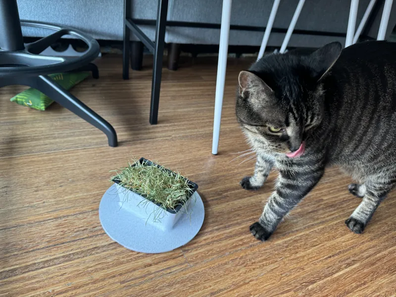 Cat Grass Holder