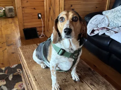 hound dog