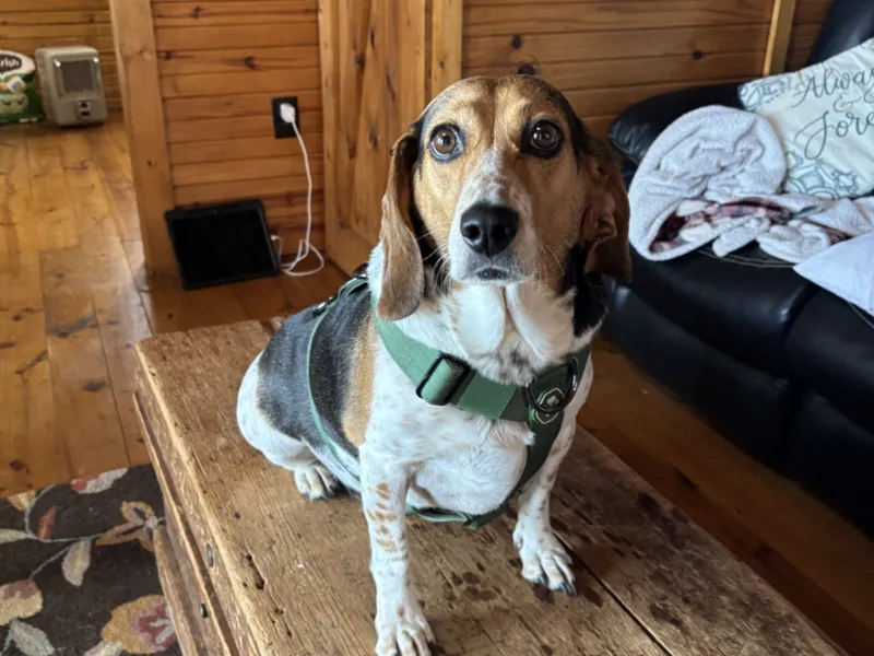 hound dog