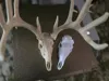 Breen Buck - BAS Antlers - Wide Skull - 1/4 Scale