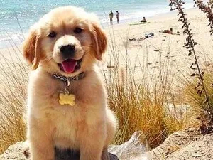 Cute Golden Retriever Lithophane
