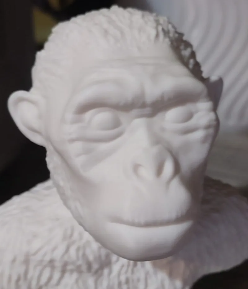 Australopithecus
