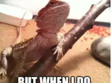 stonks meme