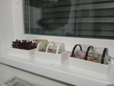 My microgreens are already growing!