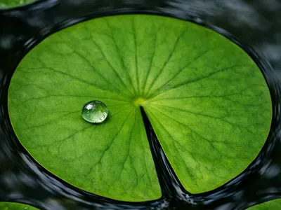 WATER LİLY LEAF NEED HELP