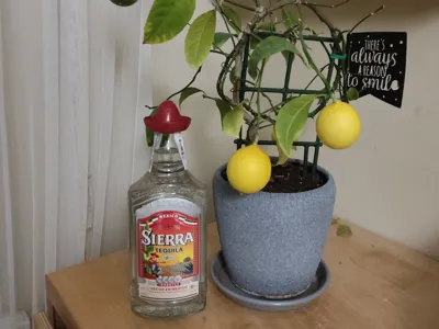 Plants