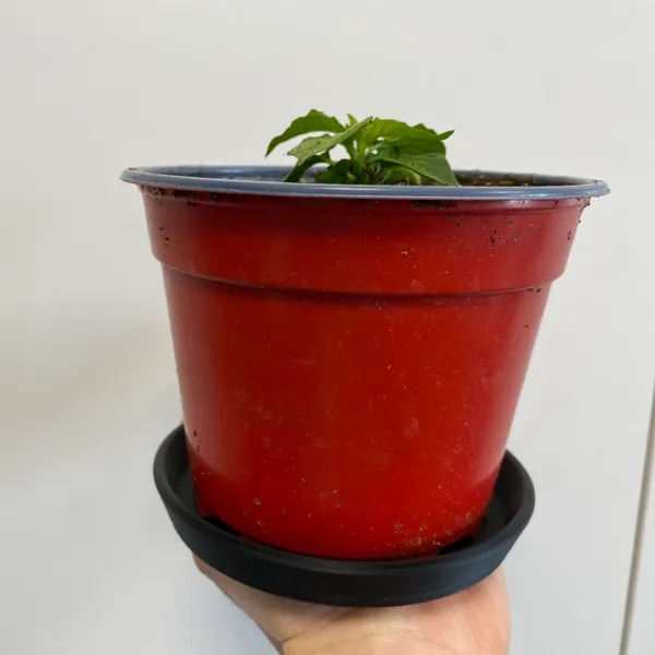 https://makerworld.bblmw.com/makerworld/user/116940686/collection/2025-06-04_6382210bc5be8.jpg