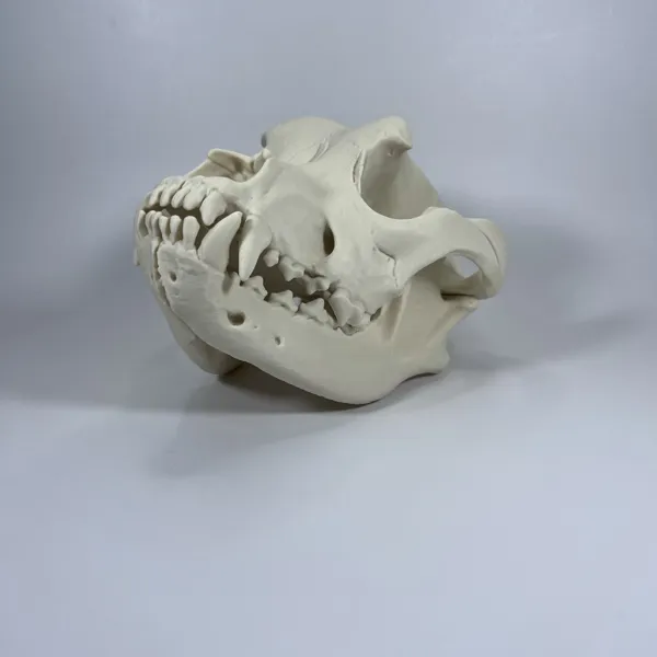 https://makerworld.bblmw.com/makerworld/user/1214756988/collection/2026-01-06_6e765d57a0e7d8.jpg