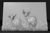 CCT nxaʔamxčín Deer