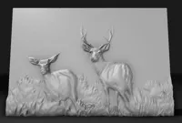 CCT nxaʔamxčín Deer
